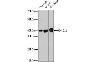 Western blot analysis of extracts of various cell lines using HDAC11 Polyclonal Antibody at dilution of 1:1000. (HDAC11 抗体)