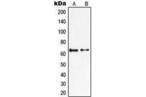 Western blot analysis of PIAS2 expression in KNRK (A), HepG2 (B) whole cell lysates.