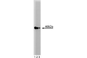 Western Blotting (WB) image for anti-Mitogen-Activated Protein Kinase Kinase 2 (MAP2K2) (AA 1-110) antibody (ABIN967846) (MEK2 抗体  (AA 1-110))
