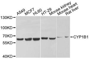 Western Blotting (WB) image for anti-Cytochrome P450, Family 1, Subfamily B, Polypeptide 1 (CYP1B1) (AA 1-260) antibody (ABIN3021931)