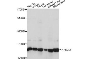 Western blot analysis of extracts of various cell lines, using NFE2L1 antibody (ABIN6293686) at 1:1000 dilution. (NFE2L1 抗体)