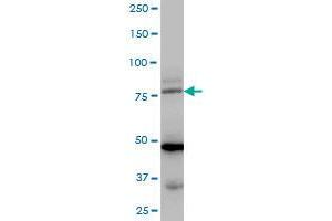 LDB3 MaxPab polyclonal antibody. (LIM Domain Binding 3 Protein 抗体  (AA 1-283))
