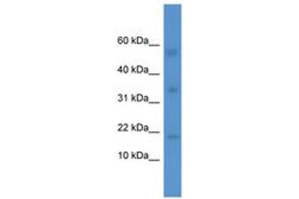 IL1F10 antibody  (AA 65-114)