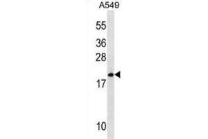 Western Blotting (WB) image for anti-Mitochondrial Ribosomal Protein L40 (MRPL40) antibody (ABIN3000389) (MRPL40 抗体)