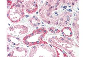 Anti-CADM4 / NECL-4 antibody IHC of human kidney. (Cell Adhesion Molecule 4 抗体  (Internal Region))