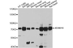 Western blot analysis of extracts of various cell lines, using ADAM19 antibody (ABIN4902833) at 1:3000 dilution. (ADAM19 抗体)