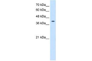 Tetraspanin 12 antibody used at 0. (TSPAN12 抗体  (Middle Region))