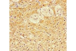 Immunohistochemistry of paraffin-embedded human adrenal gland tissue using ABIN7149134 at dilution of 1:100 (COA6 抗体  (AA 1-125))