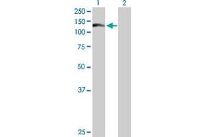 Western Blot analysis of WDR66 expression in transfected 293T cell line by WDR66 MaxPab polyclonal antibody.