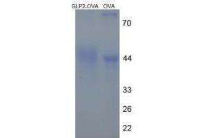 Image no. 2 for Glucagon-like peptide 2 (GLP-2) peptide (Ovalbumin) (ABIN5666199) (Glucagon-like peptide 2 (GLP-2) peptide (Ovalbumin))