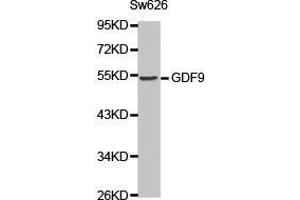 Western Blotting (WB) image for anti-Growth Differentiation Factor 9 (GDF9) antibody (ABIN1872797) (GDF9 抗体)