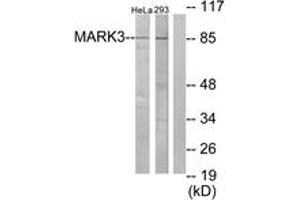 Western blot analysis of extracts from HeLa/293 cells, using MARK3 Antibody. (MARK3 抗体  (AA 1-50))