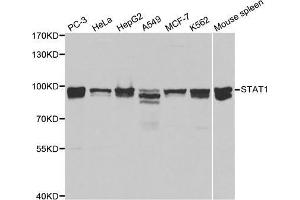 Western blot analysis of various cell lines, using STAT1 antibody. (STAT1 抗体  (AA 513-712))