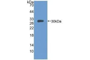 Detection of Recombinant MFGE8, Mouse using Polyclonal Antibody to Milk Fat Globule EGF Factor 8 (MFGE8) (MFGE8 抗体  (AA 159-417))