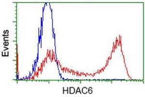 Image no. 3 for anti-Histone Deacetylase 6 (HDAC6) antibody (ABIN1498621) (HDAC6 抗体)