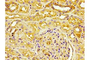 IHC image of ABIN7147154 diluted at 1:100 and staining in paraffin-embedded human kidney tissue performed on a Leica BondTM system. (CD31 抗体  (AA 28-315))