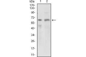Western blot analysis using GPNMB mouse mAb against PANC1 (1) and PC-3 (2) cell lysate. (Osteoactivin 抗体  (AA 31-260))