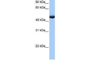 WB Suggested Anti-PAOX Antibody Titration: 0. (PAOX 抗体  (C-Term))