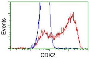 Flow Cytometry (FACS) image for anti-Cyclin-Dependent Kinase 2 (CDK2) antibody (ABIN1497396) (CDK2 抗体)