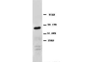Anti-CD147 antibody, Western blotting WB: Human Fibroma Cell Lysate (CD147 抗体  (Middle Region))