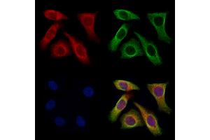 ABIN7094685 and ABIN7098736 staining Hela cells by IF/ICC.