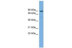WB Suggested Anti-MFN1 Antibody Titration: 0. (MFN1 抗体  (Middle Region))