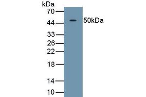 Detection of Recombinant TDO, Human using Polyclonal Antibody to Tryptophan-2,3-dioxygenase (TDO) (TDO2 抗体  (AA 1-406))
