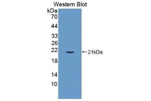 Western Blotting (WB) image for anti-Cyclophilin B (PPIB) (AA 34-216) antibody (ABIN1077712) (PPIB 抗体  (AA 34-216))