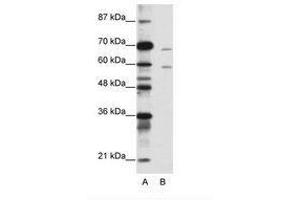 Image no. 1 for anti-Forkhead Box A2 (FOXA2) (N-Term) antibody (ABIN203149) (FOXA2 抗体  (N-Term))