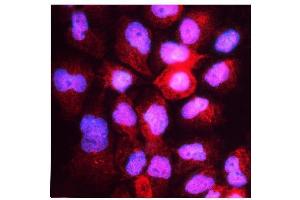anti-Hook Homolog 3 (HOOK3) (AA 14-198) antibody