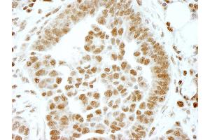 Immunohistochemistry (IHC) image for anti-Ets2 Repressor Factor (ERF) (AA 498-548) antibody (ABIN7448554) (ERF 抗体  (AA 498-548))