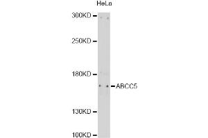 Western blot analysis of extracts of HeLa cells, using ABCC5 antibody (ABIN6291734) at 1:1000 dilution. (ABCC5 抗体)