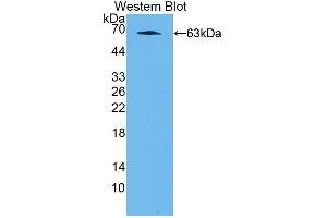 Detection of Recombinant NFIX, Rat using Polyclonal Antibody to Nuclear Factor I/X (NFIX) (NFIX 抗体  (AA 13-298))