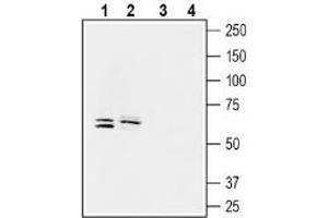 Western blot analysis of human LoVo colorectal adenocarcinoma cell line lysate (lanes 1 and 3) and human ARPE-19 retinal pigmented epithelium cell line lysate (2 and 4): - 1-2. (SLC5A8 抗体  (C-Term, Intracellular))
