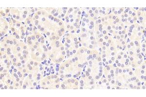Detection of IDO in Human Kidney Tissue using Polyclonal Antibody to Indoleamine-2,3-Dioxygenase (IDO) (IDO 抗体  (AA 2-403))