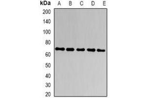 Western blot analysis of CD66a expression in A549 (A), HT29 (B), SW620 (C), mouse liver (D), mouse kidney (E) whole cell lysates.