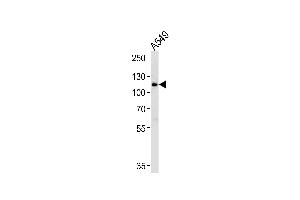 Western blot analysis of lysate from A549 cell line, using BICC1 Antibody (N-term) (ABIN1944768 and ABIN2838511).