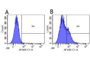 Flow-cytometry using the anti-CD25 (IL2R) research biosimilar antibody Basiliximab   Human lymphocytes were stained with an isotype control (panel A) or the rabbit-chimeric version of Basiliximab ( panel B) at a concentration of 1 µg/ml for 30 mins at RT.