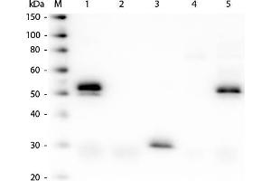 Western Blot of Anti-Rabbit IgG (H&L) (DONKEY) Antibody (Min X Bv Ch Gt GP Ham Hs Hu Ms Rt & Sh Serum Proteins) . (驴 anti-兔 IgG (Heavy & Light Chain) Antibody (FITC) - Preadsorbed)