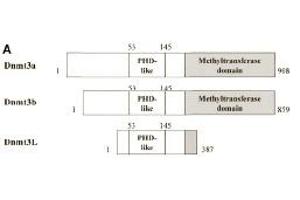Schematic representation of the Dnmt3 family members. (DNMT3L 抗体  (AA 152-164))
