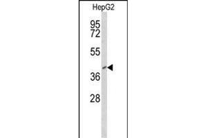 Western blot analysis of FOXP3 Antibody (Center) (ABIN650728 and ABIN2839416) in HepG2 cell line lysates (35 μg/lane).