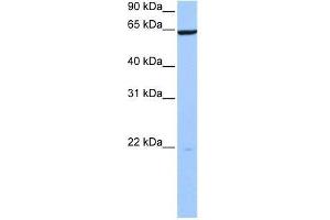 PAXIP1 antibody used at 0.