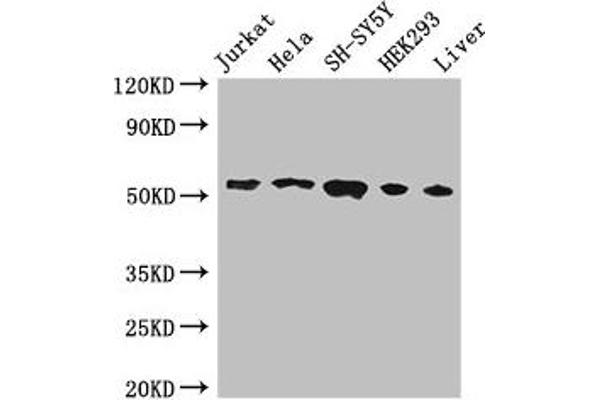 FKBP8 anticorps  (AA 58-190)