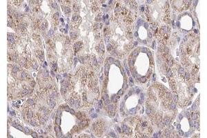 ABIN6272955 at 1/100 staining Mouse kidney tissue by IHC-P. (ATP5B 抗体  (Internal Region))