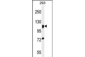 N2A1 Antibody (Center) (ABIN654920 and ABIN2844565) western blot analysis in 293 cell line lysates (35 μg/lane). (alpha-Mannosidase II 抗体  (AA 456-482))