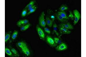 Immunofluorescent analysis of HepG2 cells using ABIN7154668 at dilution of 1:100 and Alexa Fluor 488-congugated AffiniPure Goat Anti-Rabbit IgG(H+L) (GNG11 抗体  (AA 1-70))