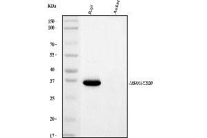 Western blot analysis of CD20/MS4A1 using anti-CD20/MS4A1 antibody (ABIN7599234).