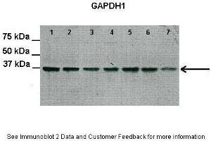 Lanes:   Lane 1-7: 30 ug rat heart extract  Primary Antibody Dilution:   1:2000  Secondary Antibody:   Anti-Rabbit HRP  Secondary Antibody Dilution:   1:3000  Gene Name:   GAPDH  Submitted by:   Yanfei QI, University of Florida (GAPDH 抗体  (Middle Region))
