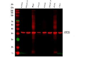 Western blot analysis of APEX1 using anti-APEX1 antibody (ABIN3043785). (APEX1 抗体  (AA 2-318))