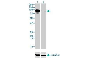 Western blot analysis of THNSL1 over-expressed 293 cell line, cotransfected with THNSL1 Validated Chimera RNAi (Lane 2) or non-transfected control (Lane 1). (THNSL1 抗体  (AA 151-250))